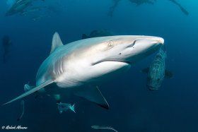 Blacktip Shark, South Africa