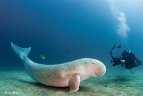 Dugong and Boy, Marsa Alam, Egypt