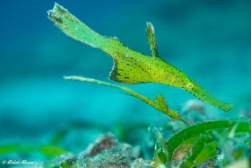 Ghost Pipefish, Nacala, Mozambique