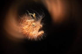 Hairy Frogfish, Lembeh