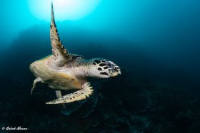 Raja, Hawksbill Turtle