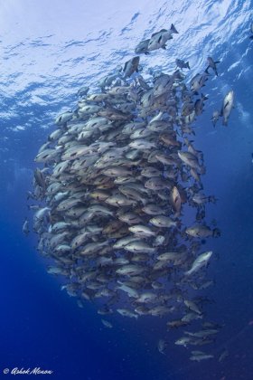 Snapper School