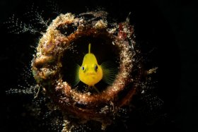 Yellow Pygmy Goby in a Bottle, Anilao