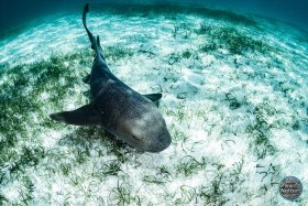Nurse Shark - Florida Keys