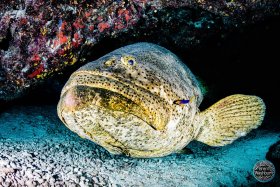 Goliath Grouper & Spanish Hogfish - Florida Keys