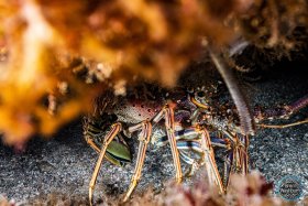Spiny Lobster - Vero Beach