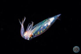 Arrow Squid - Cozumel