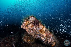 Round Scad & Railroad Ties - Vero Beach