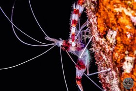 Coral Banded Shrimp - Florida Keys