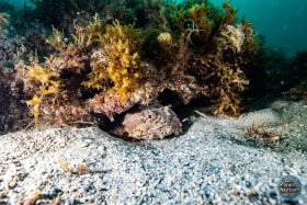 Oyster Toadfish - Vero Beach