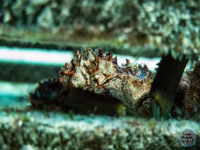 Crab in derelect lobster trab - Florida Keys