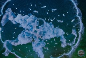 Moon Jelly Fish Haven - Vero Beach