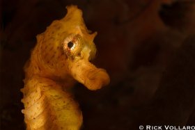 Spooky Seahorse - SONY A1, INON Z-330 STROBES, F22, 1/125, ISO200