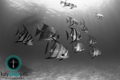 Curious Atlantic Spadefish following me around on this dive at Deep Water Cay in the Bahamas.