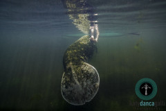On the chaz river in spring, I came across this little girl on a homemade paddle board and a baby manatee, nuzzling her tiny toes. She would come to the springs every Sunday, and every Sunday this young sea-cow would arrive with it's mother to encounter this young girl. They have grown up together, and I captured this rare friendship from the bow of a canoe.