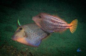 Unicorn Filefish