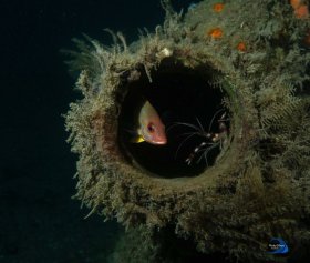 Snapper in Pipe