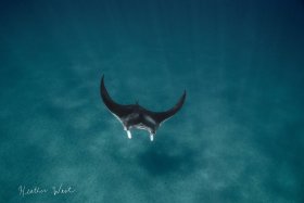 Swimming Spaceship - Canon 80D, Ikelite housing, Canon 18-55 zoom lens, ISO 640, f10, 1/320