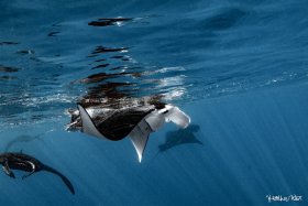 Squadron feeding II - Canon 80D, Ikelite housing, Tokina 10-17mm zoom lens, ISO 800, f9, 1/250