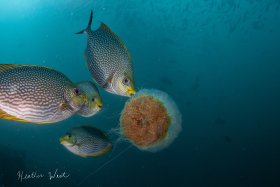 Snack Break - Canon 80D, Ikelite Housing, Tokina Fisheye 10-17mm