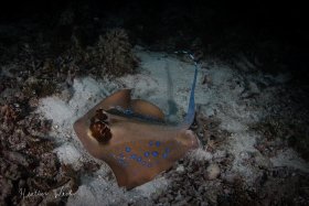 Blue Spot Stingray! - Canon 80D, Ikelite Housing, Tokina Fisheye 10-17mm, ISO 100, f9, 1/200