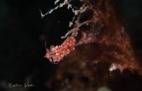 Off The Edge - Canon 80D, Ikelite housing, Canon 18-55 zoom, +10 subsee diopter, ISO 100, f10, 1/200