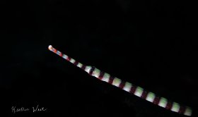 Ringed Pipefish - Canon 80D, Ikelite housing, Canon 18-55 zoom, +10 subsee diopter, ISO 200, f10, 1/250