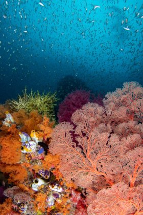 Colors of Misool II - Canon 80D, Ikelite Housing, Tokina Fisheye 10-17mm, ISO 160, f7.1, 1/250