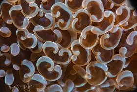 Ocean Hammers - Canon 80D, Ikelite housing, Canon 18-55 zoom, +10 subsee diopter, ISO 200, f10, 1/250