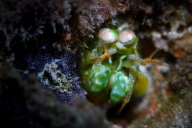 Little Shrimp