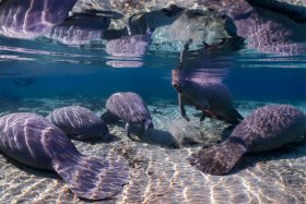 Manatee Reflections
