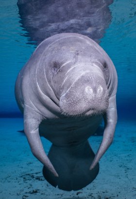 Manatee 3