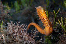 Pregnant Orangey