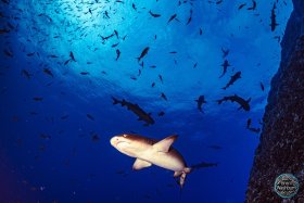 Whitetip Reef Sharks - Revillagigedo, MX