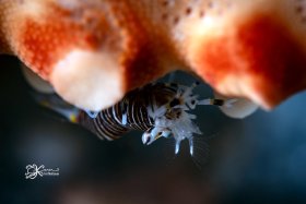 Bumblebee Shrimp 2