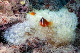 Beatle Reef Clown on Bubble Anemone