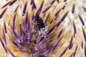Bumblebee Shrimp 1 BHB