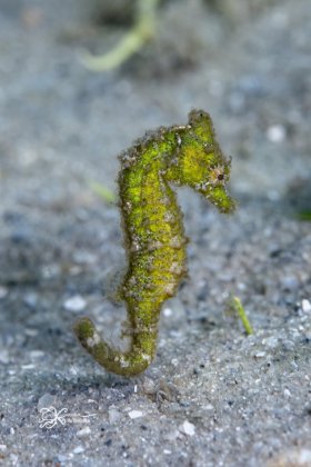 Female Dwarf Seahorse