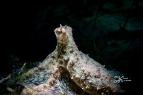Longarm Octopus