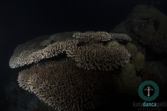 Palau, 2016, German Channel night dive, shooting this with only one strobe, (as my other brand new strobe decided to stop working....), I loved how dark and dramatic it made this gorgeous table coral look.