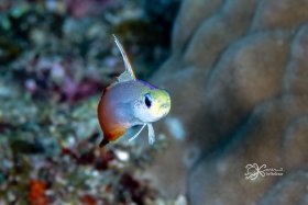 Moana Flame Dartfish