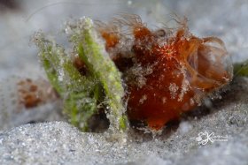 Juvenile Striated Frogfish