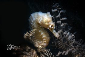 White Seahorse BHB