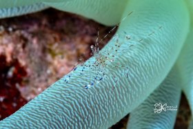 Spotted Cleaner Shrimp
