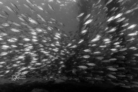 Baitfish