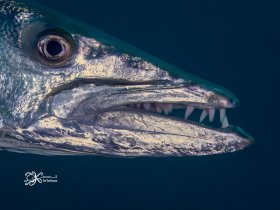 Barracuda Face