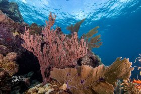 Coral Reef Looe Key 2