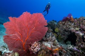 Golden Arch Sea Fan