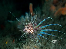 Lionfish