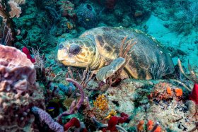 Loggerhead